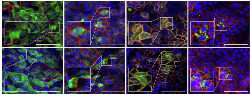 Organoid News tweet media