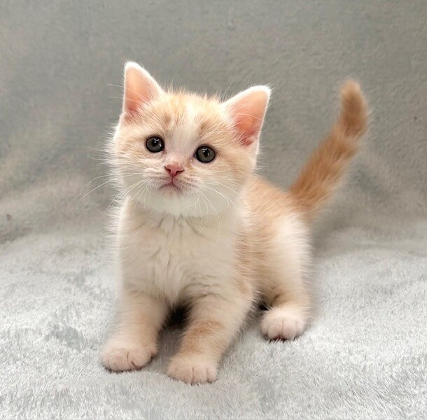 しあわせにゃんこ (@shiawasenyan_22) / Posts / X