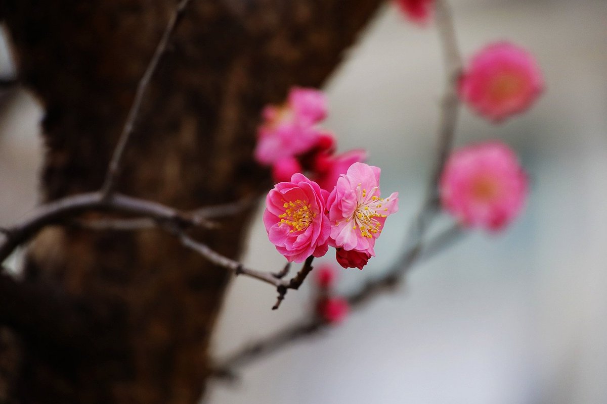 李俊（互fo） tweet media