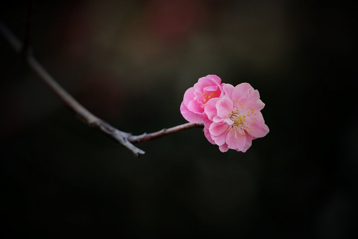 李俊（互fo） tweet media