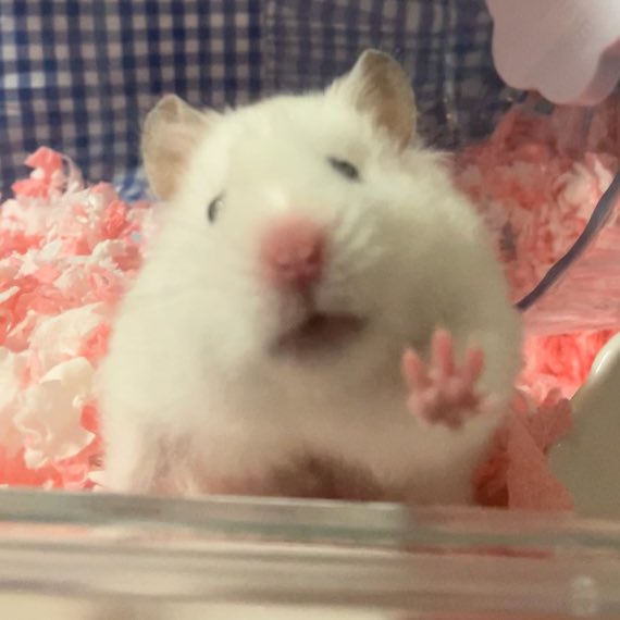 ham_7c's tweet photo. @masari_masari やほやほ🐹 https://t.co/iZlDxpPDXN