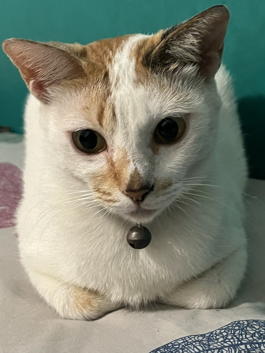 Kucing aku paling nakal, paling drama dan pintar namanya Somay. 

Wdym dia bisa buka kabinet dapur->ambil ikan->kabinetnya ditutup lagi

Oh i wish i were lying tapi aku liat sendiri 😭