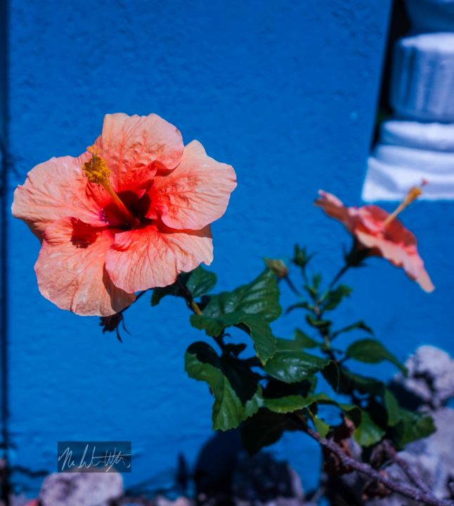 MamaWatson1213's tweet photo. Art of the Day! "Tropical Hibiscus". Buy at: https://t.co/BTtLj7ArvO https://t.co/Lh1RDTebWH