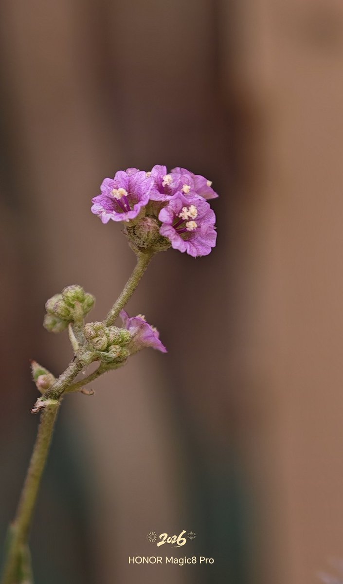 عادل محمد tweet media