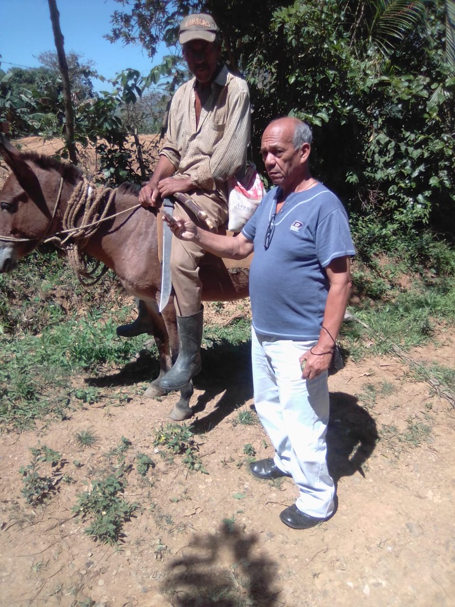 #TalDíaComoHoy | Día del Campesino, venezolanos que con sus manos y esfuerzo siembran futuro mejor. Una fecha que marca 66 años de aquella Reforma Agraria promovida por el presidente y compañero Rómulo Betancourt, que brindó emergente crecimiento al campo venezolano.
