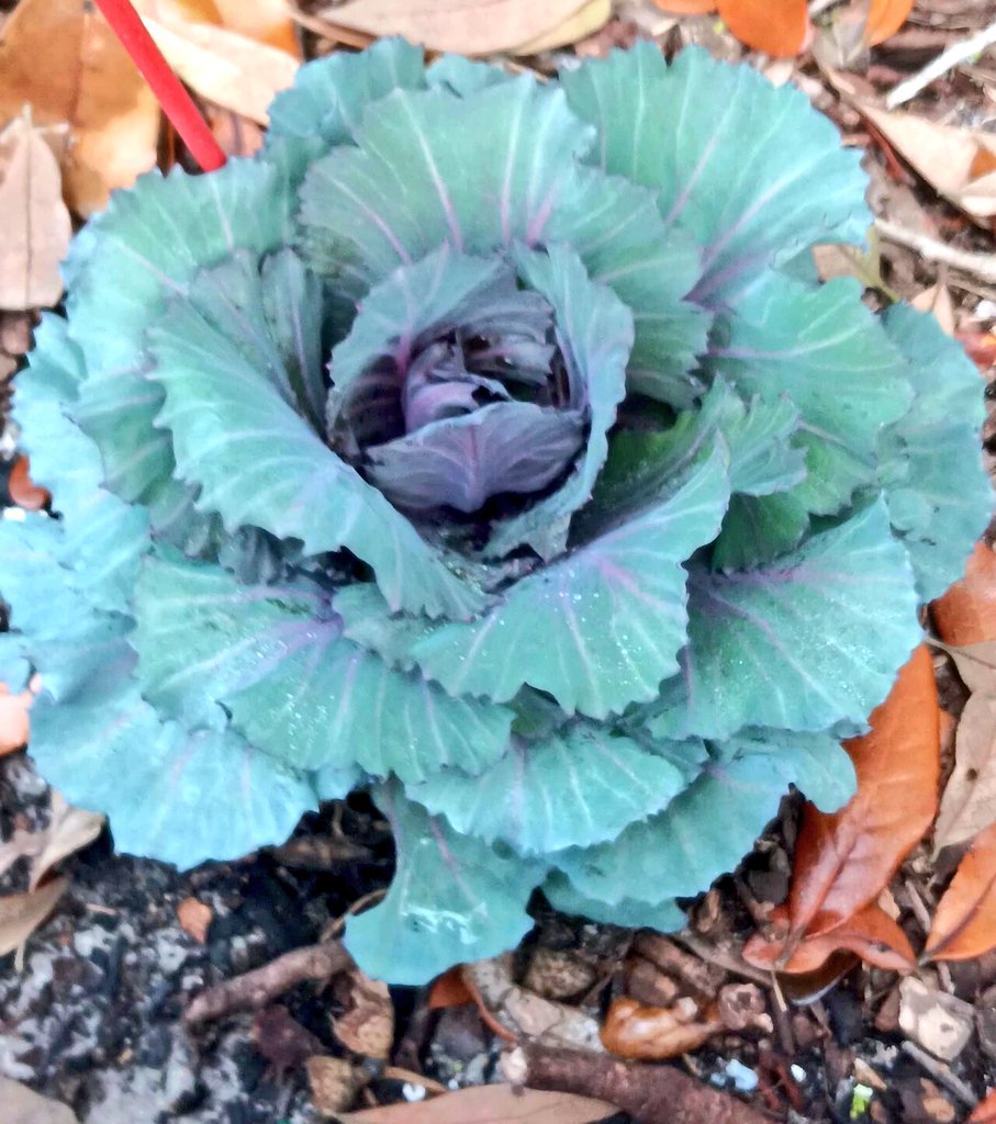 Purple Cabbage #homegrown