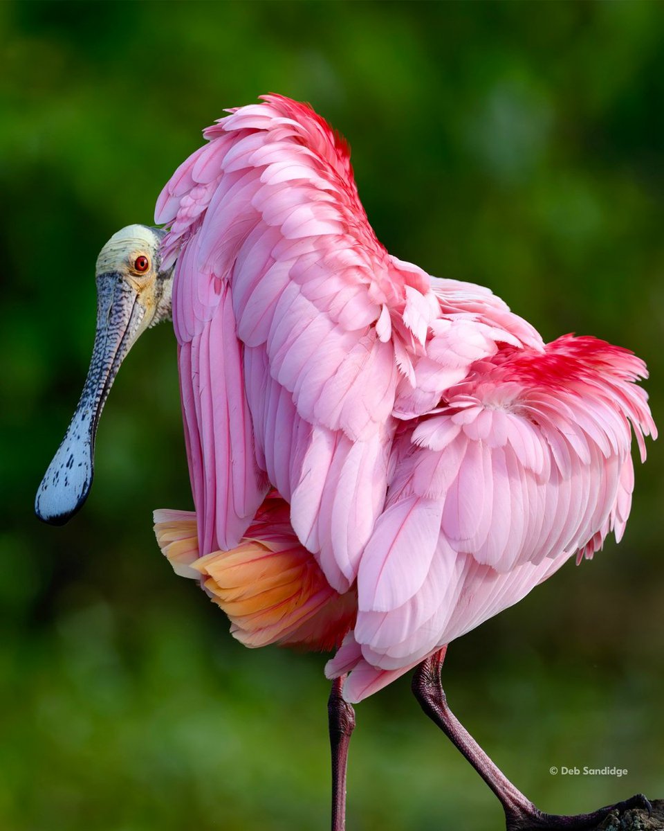 NikonUSA tweet media