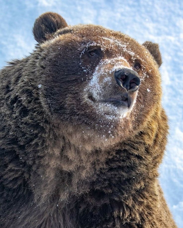 Todo Dia Ursos tweet media