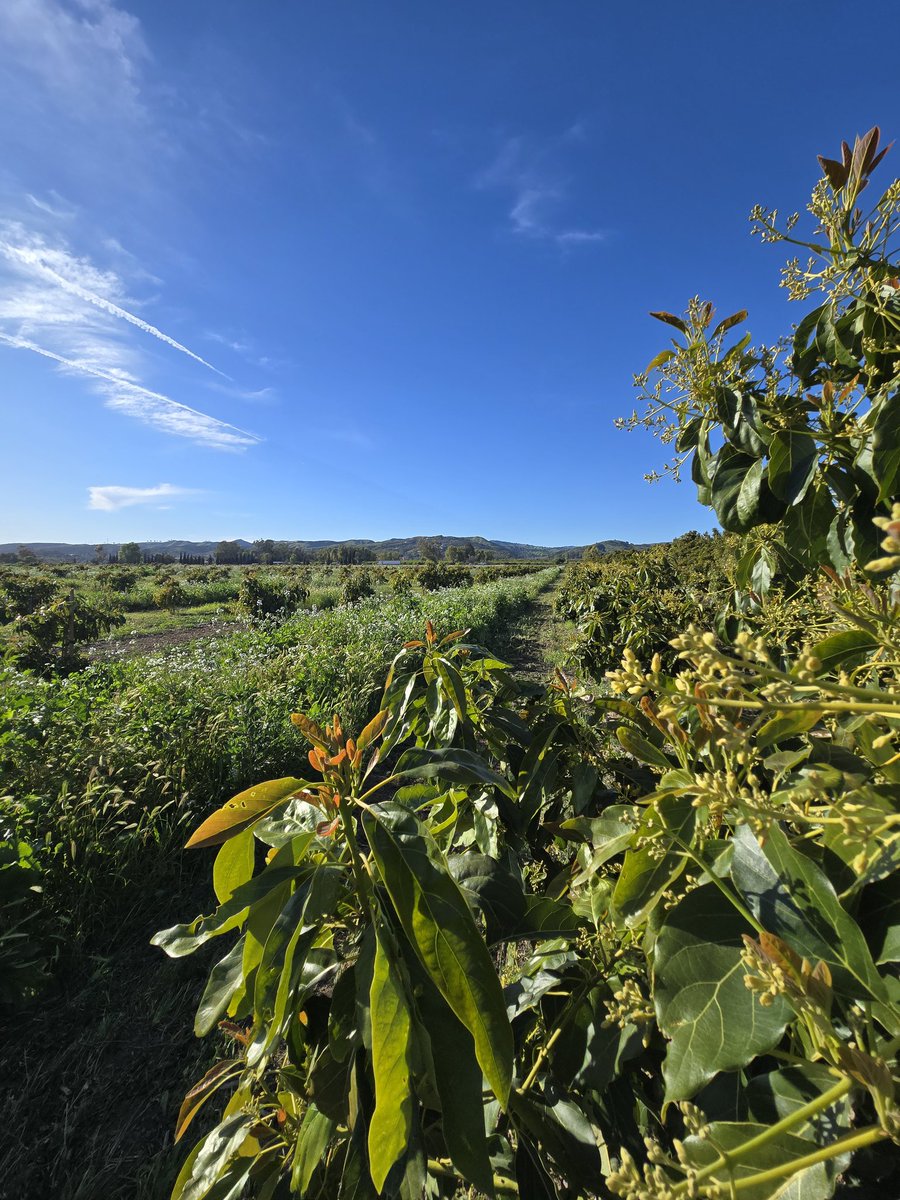 Chris Sayer 🥑 tweet media