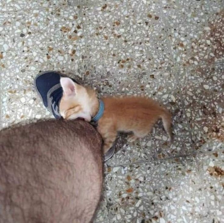 Catsillyness's tweet photo. The intrusive thoughts won https://t.co/8oZPUl5nsb