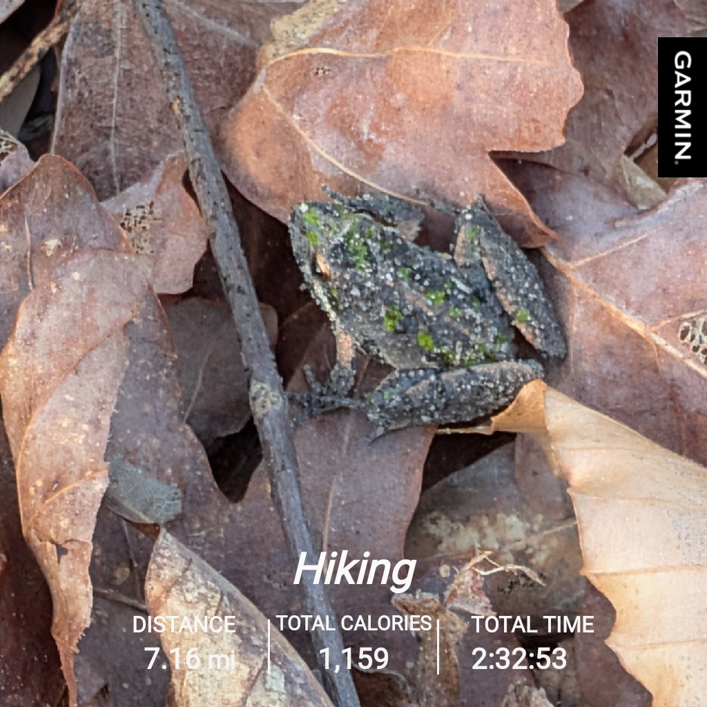 Lots of little guys on the trail today. 
#garmin #beatyesterday #rucking