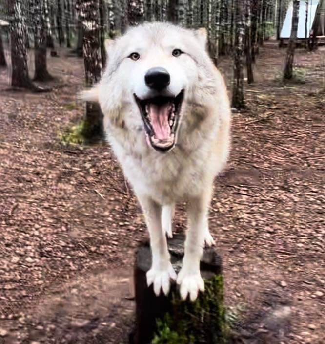 woof "pronouns" woofington tweet media