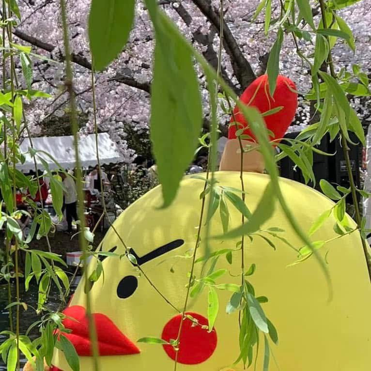 nayamachi's tweet photo. 桜まつり🌸1ヶ月後となりました！
リバーサイドステージにて今年も"なやまっち"登場予定です！
詳細につきましては追ってお知らせしますのでお楽しみに🙌

みんなに会えるの楽しみにしてるっち♡

#桜まつり #伏見桜まつり #桜まつり2026 #桜祭り #京都伏見 #春 #なやまっち #宇治川派流 #納屋町商店街 https://t.co/gxbmt8JxhZ