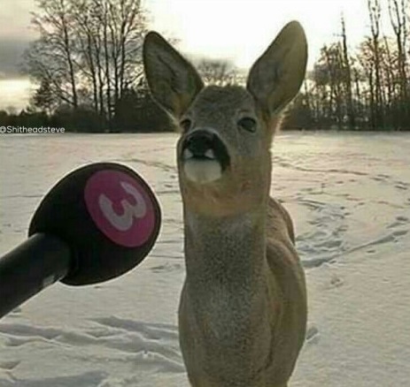 fickdingers's tweet photo. @ArcticoHusky Deer. Obviously deer. Not even listed. https://t.co/pLnOlBj8Z6