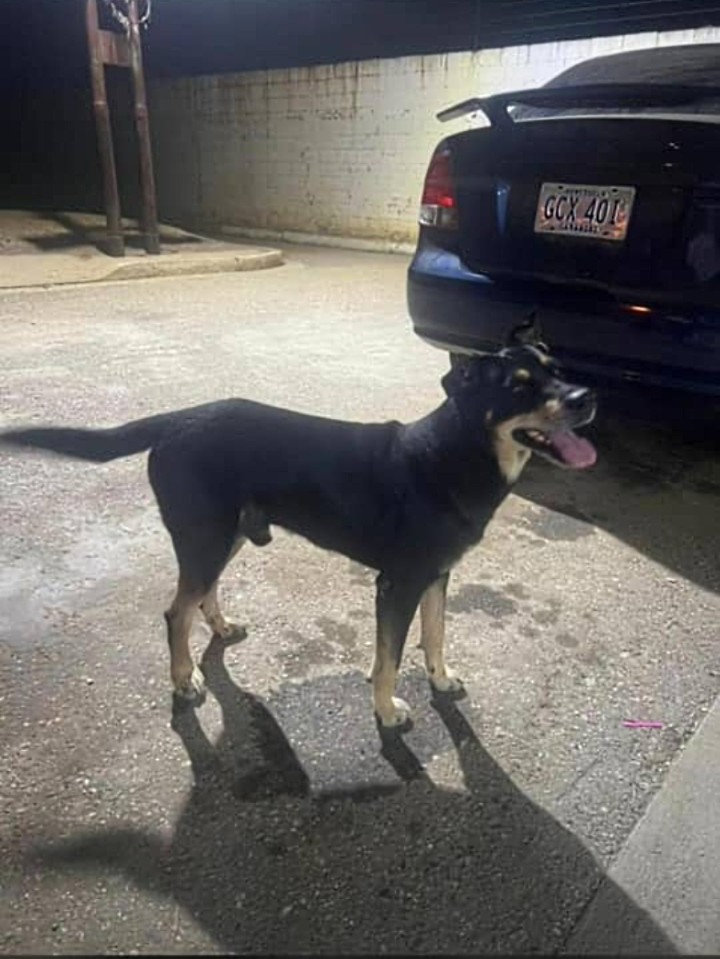 Hospedajeanimal's tweet photo. Se llama Nerón y está desaparecido, por favor ayúdenme a difundir, es de brisas 2, Zona norte, Barquisimeto , contacto: 04245907322 - 04245488859. https://t.co/YvlOrSNdp8