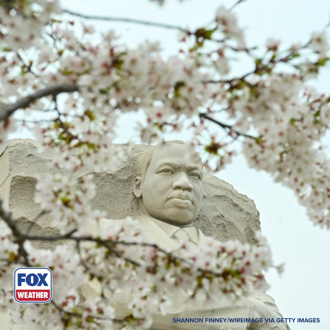 foxweather's tweet image. PICTURE PERFECT 🌸: Peak bloom for the iconic cherry blossom trees in Washington, D.C., is almost upon us as tourists flock to the nation's capital to witness the beautiful scenery.

#Washingtondc #Cherryblossoms #Trees #Nature #Outdoors #FOXWeather