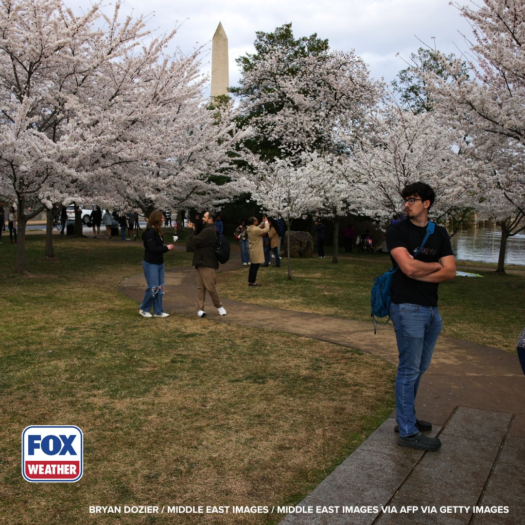 foxweather's tweet image. PICTURE PERFECT 🌸: Peak bloom for the iconic cherry blossom trees in Washington, D.C., is almost upon us as tourists flock to the nation's capital to witness the beautiful scenery.

#Washingtondc #Cherryblossoms #Trees #Nature #Outdoors #FOXWeather