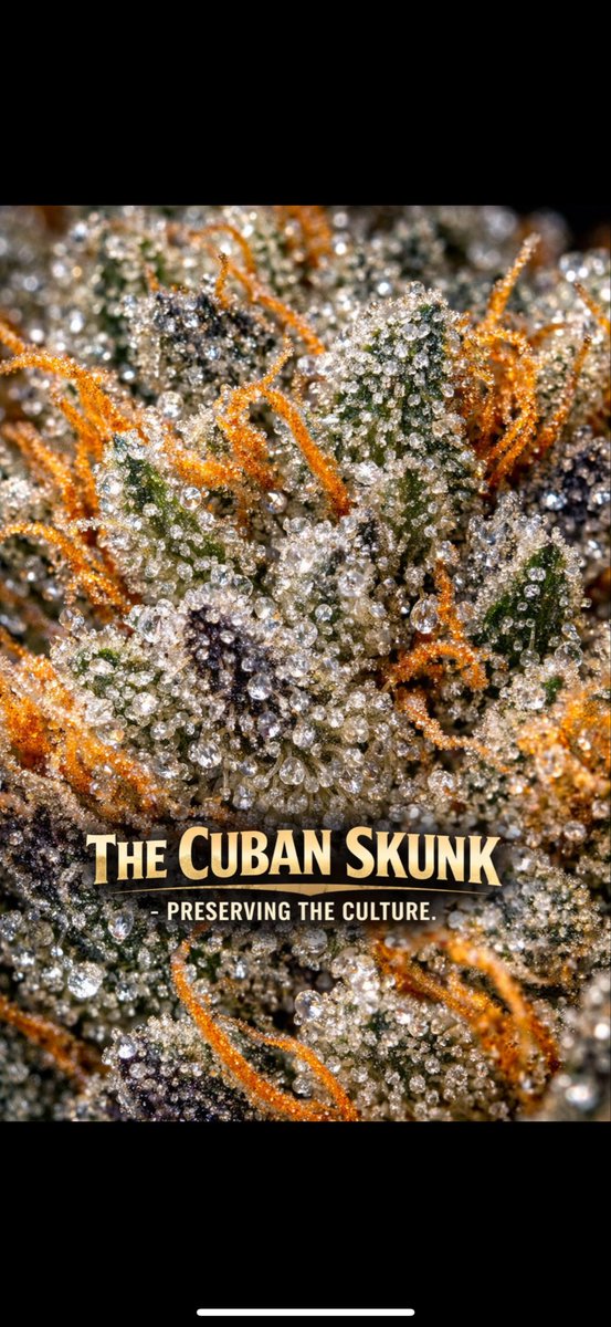 Nellyfarms's tweet photo. THE CUBAN SKUNK
Preserving the culture.
Nelly Farms.

#CubanSkunk #NellyFarms #LegacyGenetics https://t.co/nSYQifinY0
