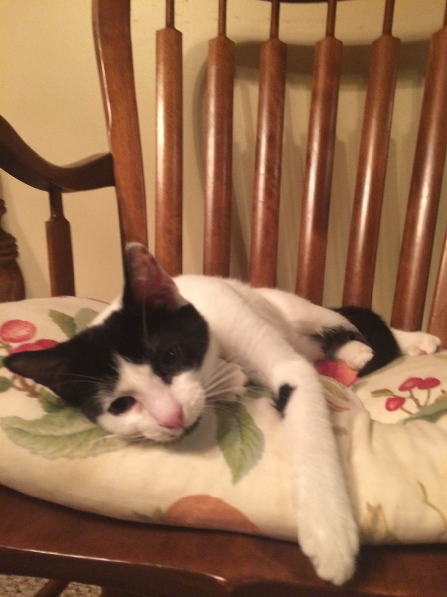 Koos Hertogs | bezo GAYTRIOT tweet media