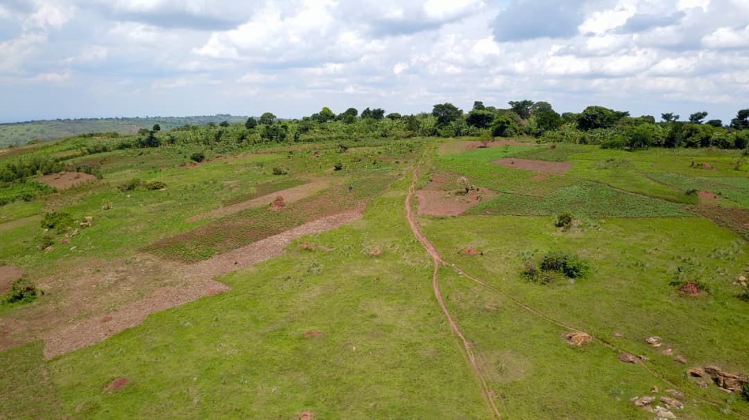 tic_ber2's tweet photo. Farmland For Sale – Katera, Kiboga District

Location: Katera - Kiboga District
County: Ssingo County 
Land Size: 12 Acres
Price per acre: 13M.
Terrain: Gently sloping
Proximity: Nearly 500 meters from Katera Town

Mixed Agriculture. | Cattle Farming. | Crop Cultivation. | Banks https://t.co/FRydfi4EFt