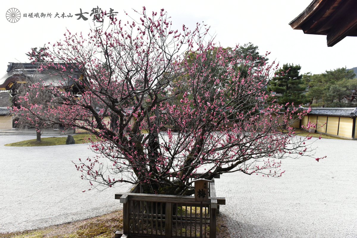 kyoto_daikakuji's tweet photo. 大覚寺各所の梅が見頃を迎えています。
左近の梅、宸殿北側、梅林
ご参拝お待ちしております。 https://t.co/3fOrvLgG3y
