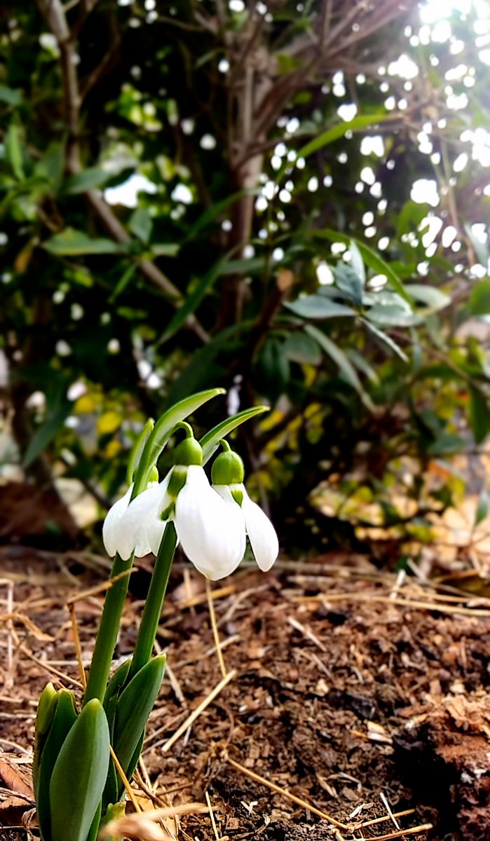 今年に入ってから歯の被せものが立て続けに外れた。
何かのきざしだろうか…ﾜｸﾜｸなどと思いもしたが、外れた内側に問題がなくすぐ着けてもらえ、他に虫歯など何も言われなかったのがよきなのかと…