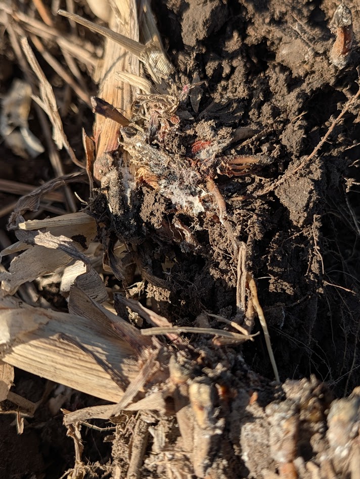 Kansas Soil Health Alliance tweet media