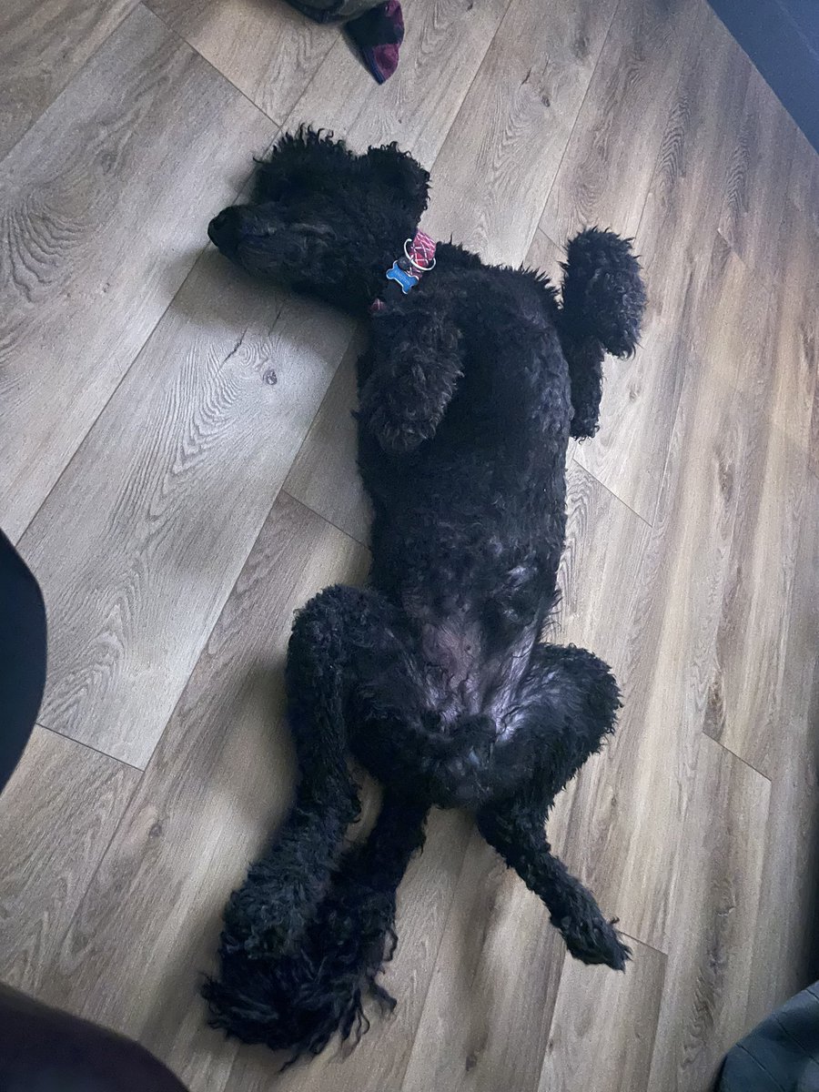KingstonPoodle's tweet photo. WARNING!! BE VERY QUIET!!! Black Panther (Poodle) territory!! Tough day in the Jungle (Relaxing)!! 🐾😍🐾😘 #kingston #Standard  #Poodle #DogLovers  #Dog https://t.co/5mjxG9lsZX