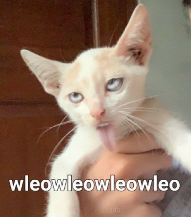 sɐuuᴉǝ tweet media