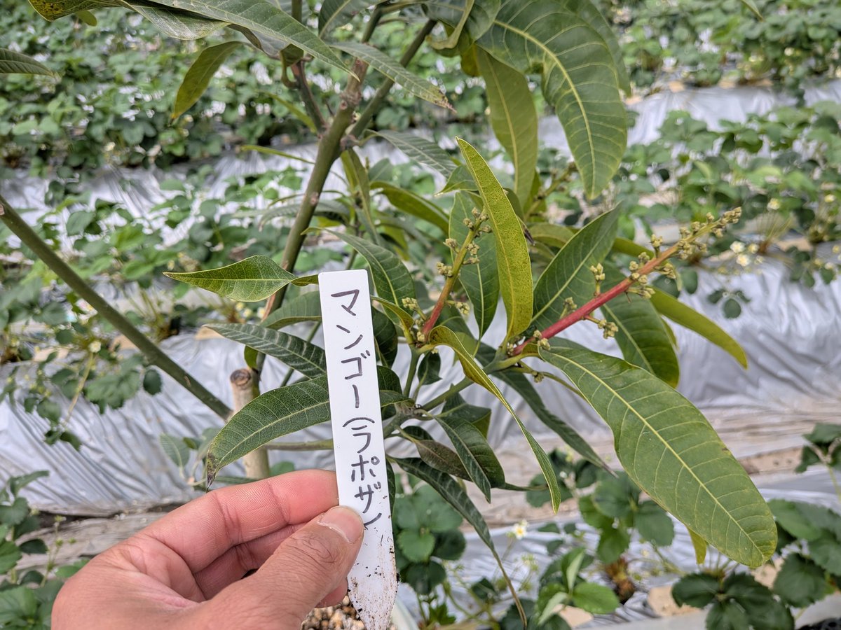 コレは花芽だー マンゴーのラポザ もうすぐ花が咲きそうです。 実が