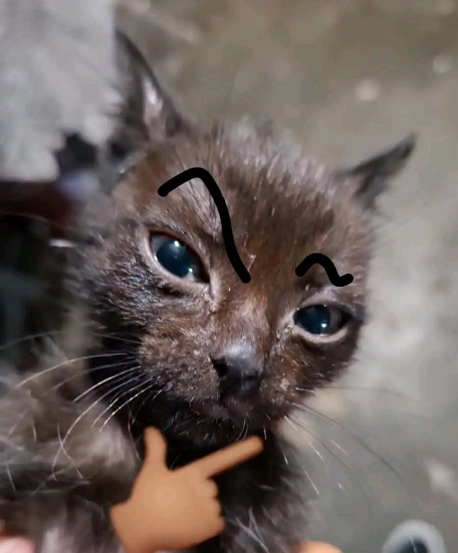 Sofia4RT's tweet photo. @eletrokiddeath Toda la vida lo fueron xddd
Mínimo para lo que sirve es: sacar un videojuego, sacarle un mod en fnf, música, rule etc https://t.co/cApvpAfaBa