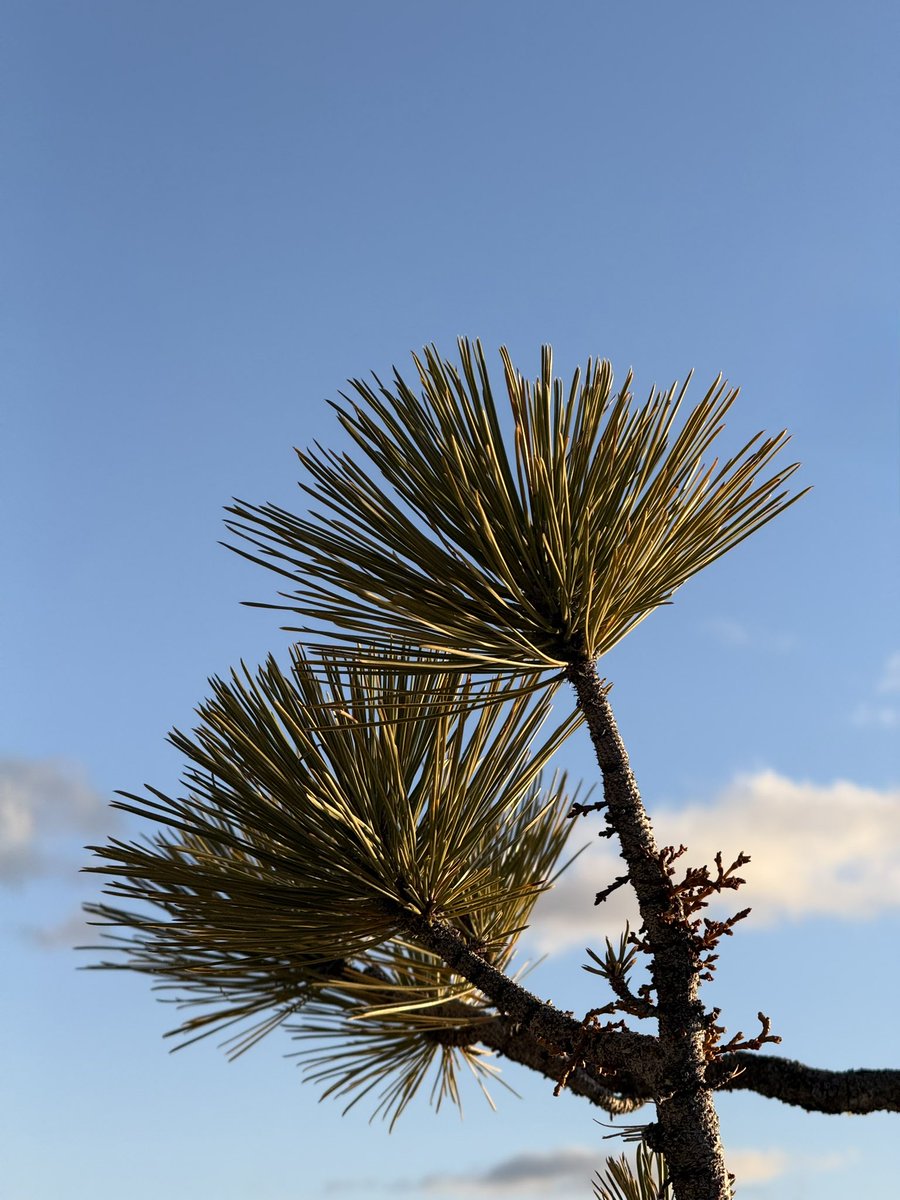 Bronze Goat tweet media