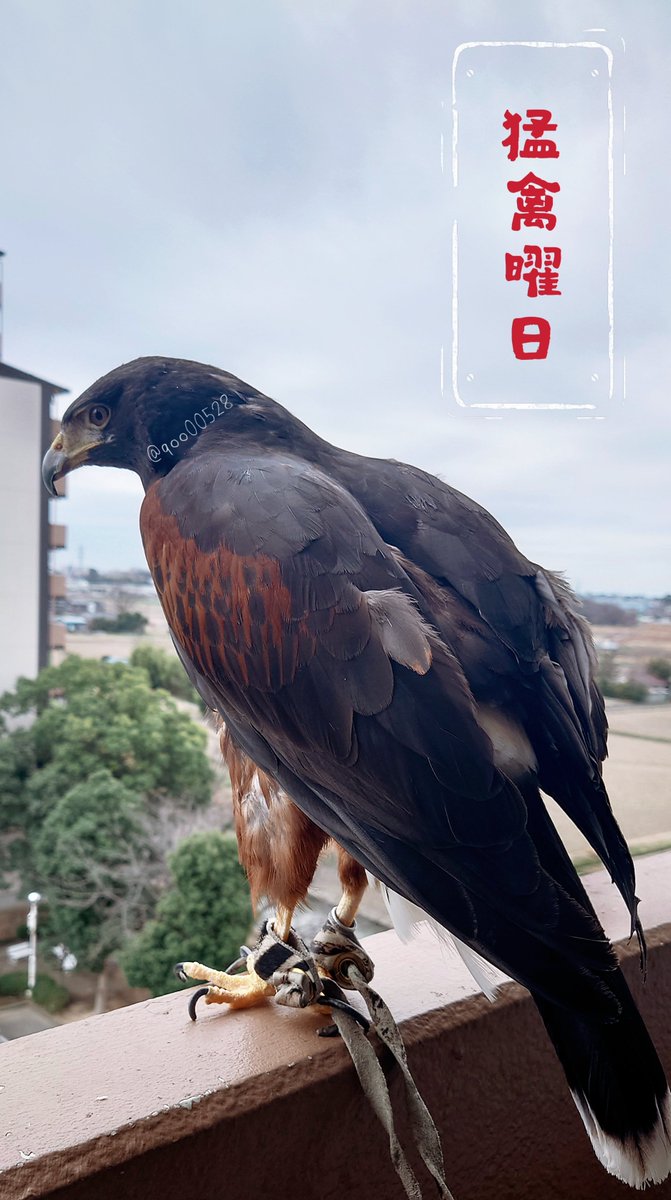 qoo00528's tweet photo. このあとカラスが
めっちゃ近づいてきてた

#猛禽曜日 https://t.co/FvbuAcdCqA
