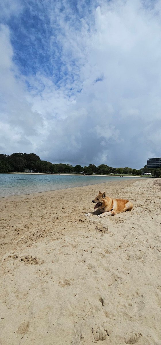 Kal Dingo tweet media