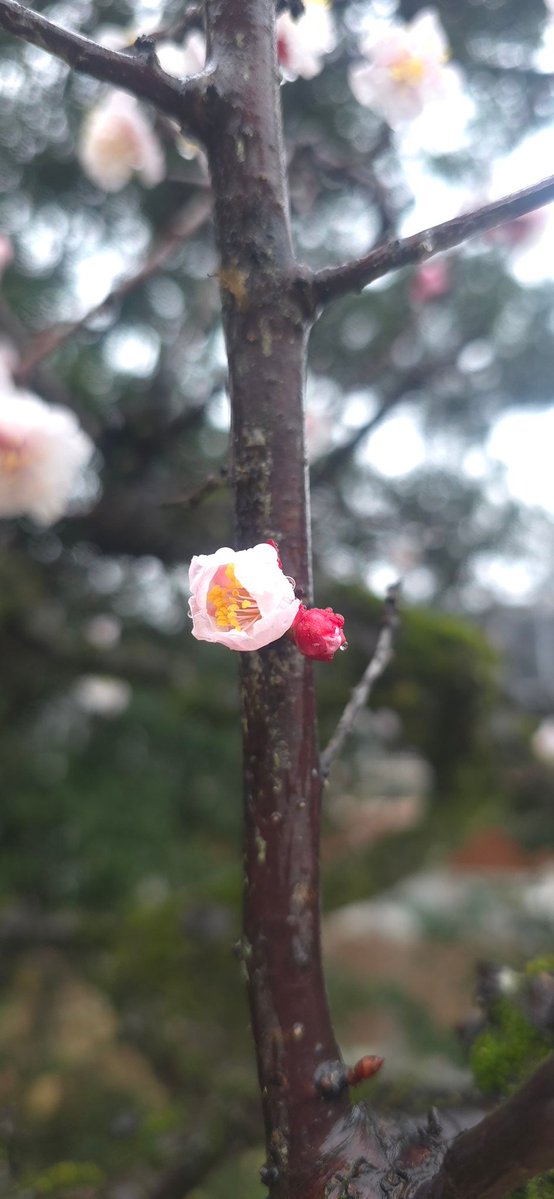 #stepn
朝ランと昼ラン🗻
週末から花粉が一気にすごい💦
家族みんなで病院送りにされました🤧

繁忙期が終わったら
ウルトラがもう目の前に😅
ゆっくりでも走りきれるようにぼちぼち長い距離いきます🏃