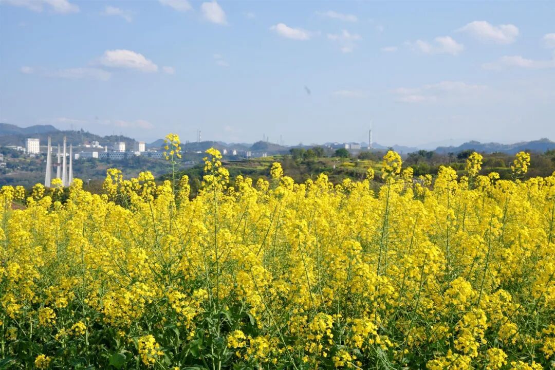 ChongqingFuling's tweet image. Sunshine, still water, early spring in Fuling. 🌿
At Tonggu Lake Park in Fuling High-Tech Zone, blue skies, willow greens and fields of golden rapeseed reflect across the lake, while locals stroll the quiet lakeside paths.
A calm corner of the city in full spring glow. ✨
#Fuling