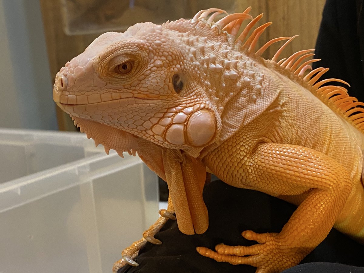 🐉イグ兄さん🐉 tweet media