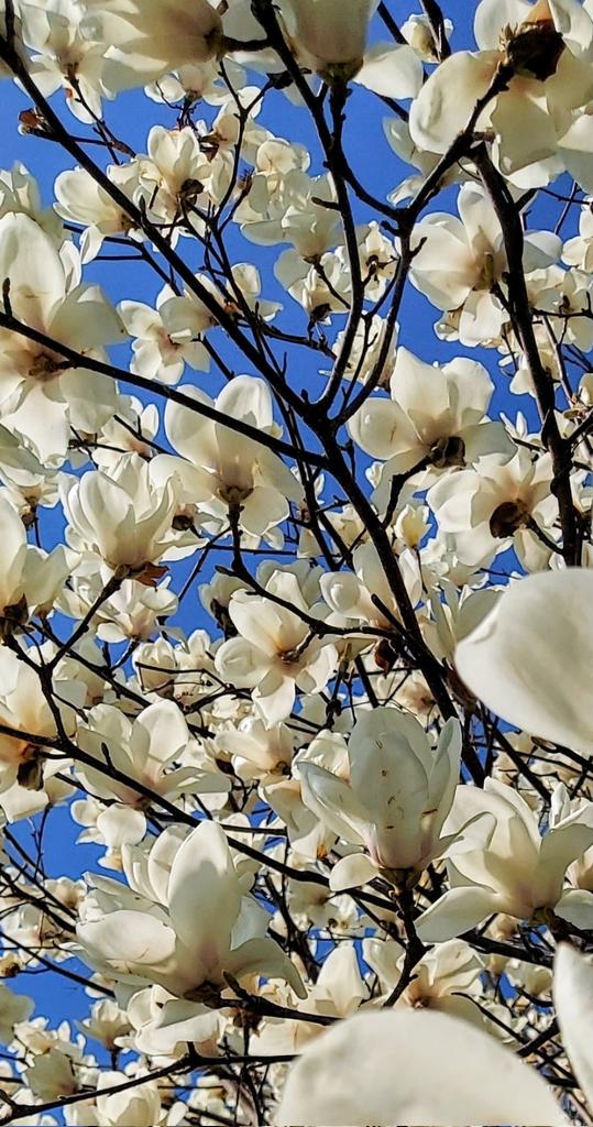 🌞晴れた日🌞
#花