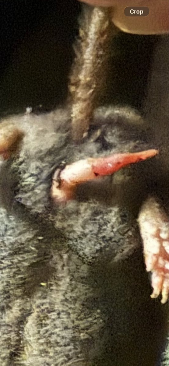 Dog got a mole and he had an absolute hawg on him