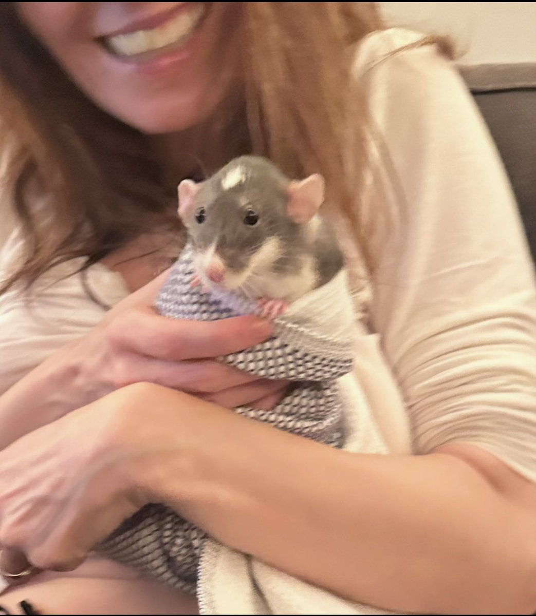 silvirouskin's tweet photo. I was walking past a parking lot this evening  when I saw a rat — a street rat — standing beside a box of poison. He’d just eaten from it. He knew. I couldn’t save him. And the truth is, even if I could, no one rescues a street rat. He was already lost — unwanted, unloved, invisible.
I thought of my rat, Travis — the same soft fur, the same tiny hands, the same heartbeat in a smaller chest. Travis was joy itself: playful, brilliant, gentle.
Nearly identical genes. One adored, one despised. One safe in my hands, the other dying alone on cold asphalt.
Watching him, I realized how thin the line really is — a breath, a chance, a gust of wind — between love and ruin. And I couldn’t shake the feeling that, even in this life, it could have been me.
