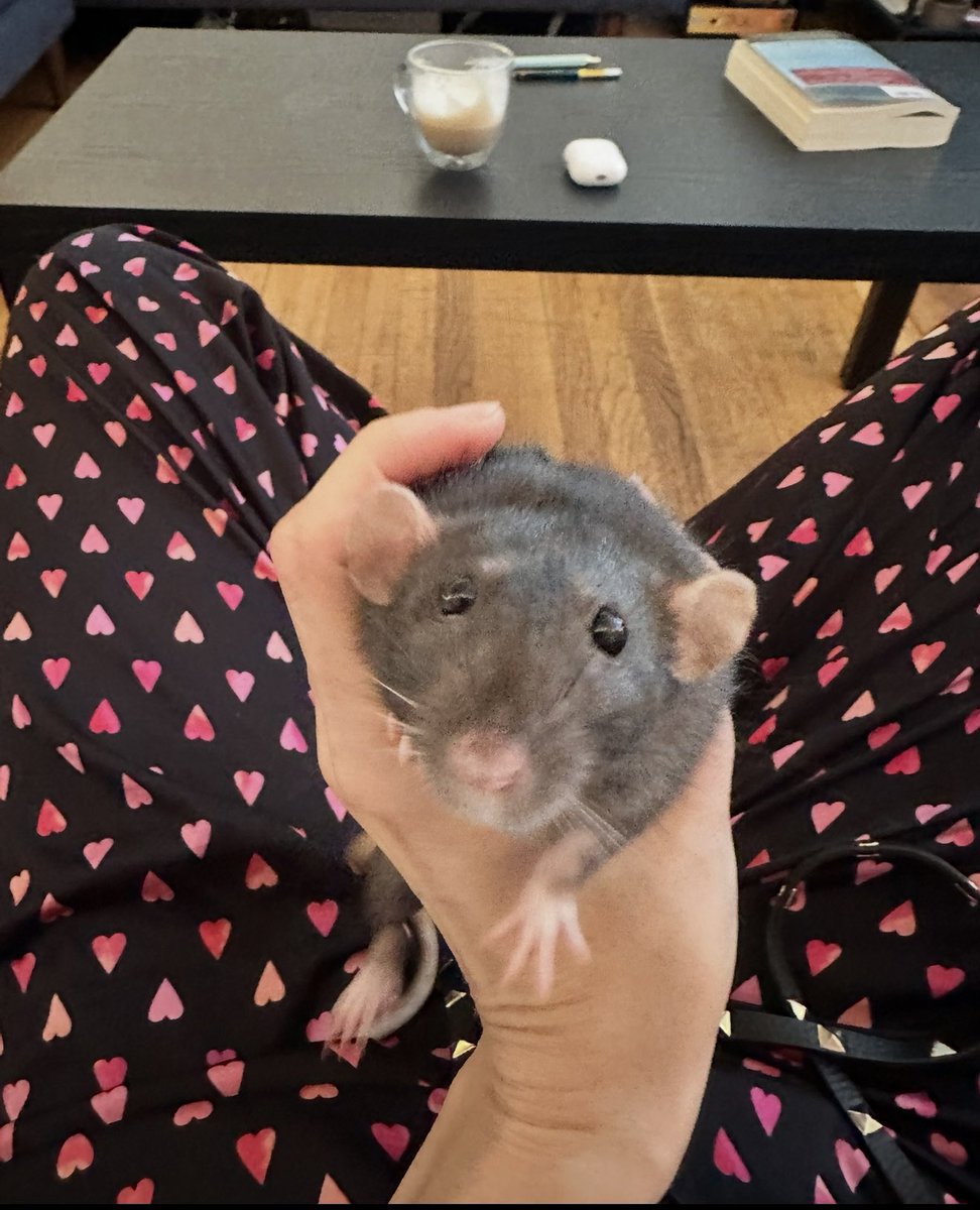 silvirouskin's tweet photo. I was walking past a parking lot this evening  when I saw a rat — a street rat — standing beside a box of poison. He’d just eaten from it. He knew. I couldn’t save him. And the truth is, even if I could, no one rescues a street rat. He was already lost — unwanted, unloved, invisible.
I thought of my rat, Travis — the same soft fur, the same tiny hands, the same heartbeat in a smaller chest. Travis was joy itself: playful, brilliant, gentle.
Nearly identical genes. One adored, one despised. One safe in my hands, the other dying alone on cold asphalt.
Watching him, I realized how thin the line really is — a breath, a chance, a gust of wind — between love and ruin. And I couldn’t shake the feeling that, even in this life, it could have been me.