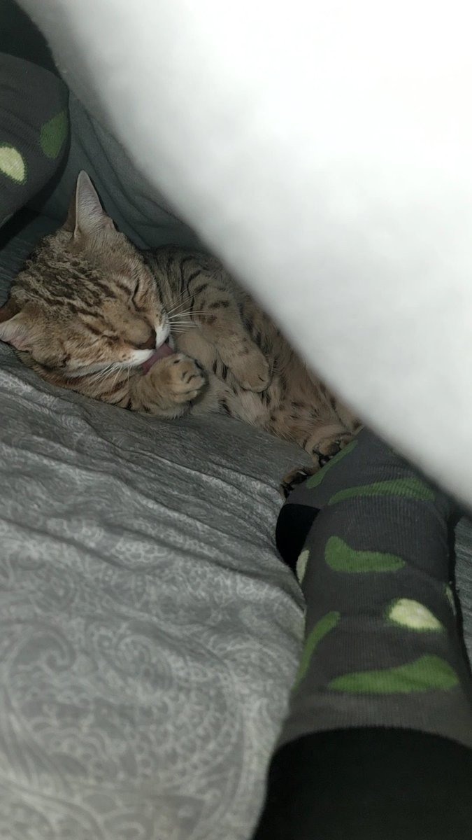 Meownight all, Friyay tomorrow! The weekend is close! Cokes before and after the flash went off. Can you tell which one is the before 😹? Sleep and meow well all fur friends!
❤️😻❤️

#CatsOnX #cat #CatsOfTwitter #bengalcat #GoodNightX