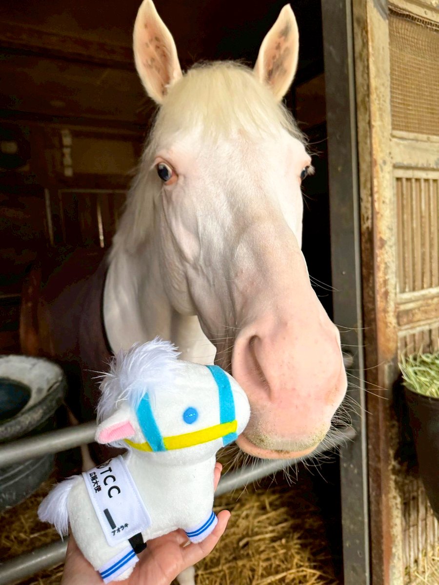 ／
📣本日18時より販売開始
＼ 

【お一人様 各1点まで】
昨年販売し、わずか1日で完売した人気商品！

「TCC広報大使 アオラキ」
マスコット／ぬいぐるみが 待望の再登場 🐴

そして今日は…
🎂 アオラキの父・ゴールドシップの誕生日！

そんな特別な日に
アオラキのぬいぐるみが再販します✨