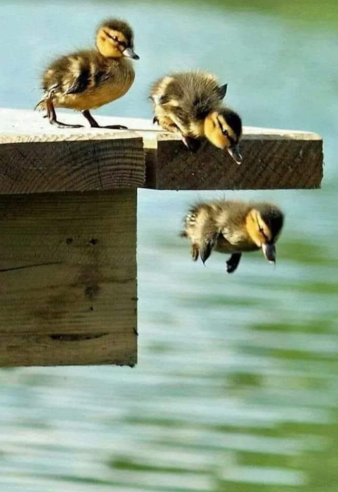 Can Tanem tweet media