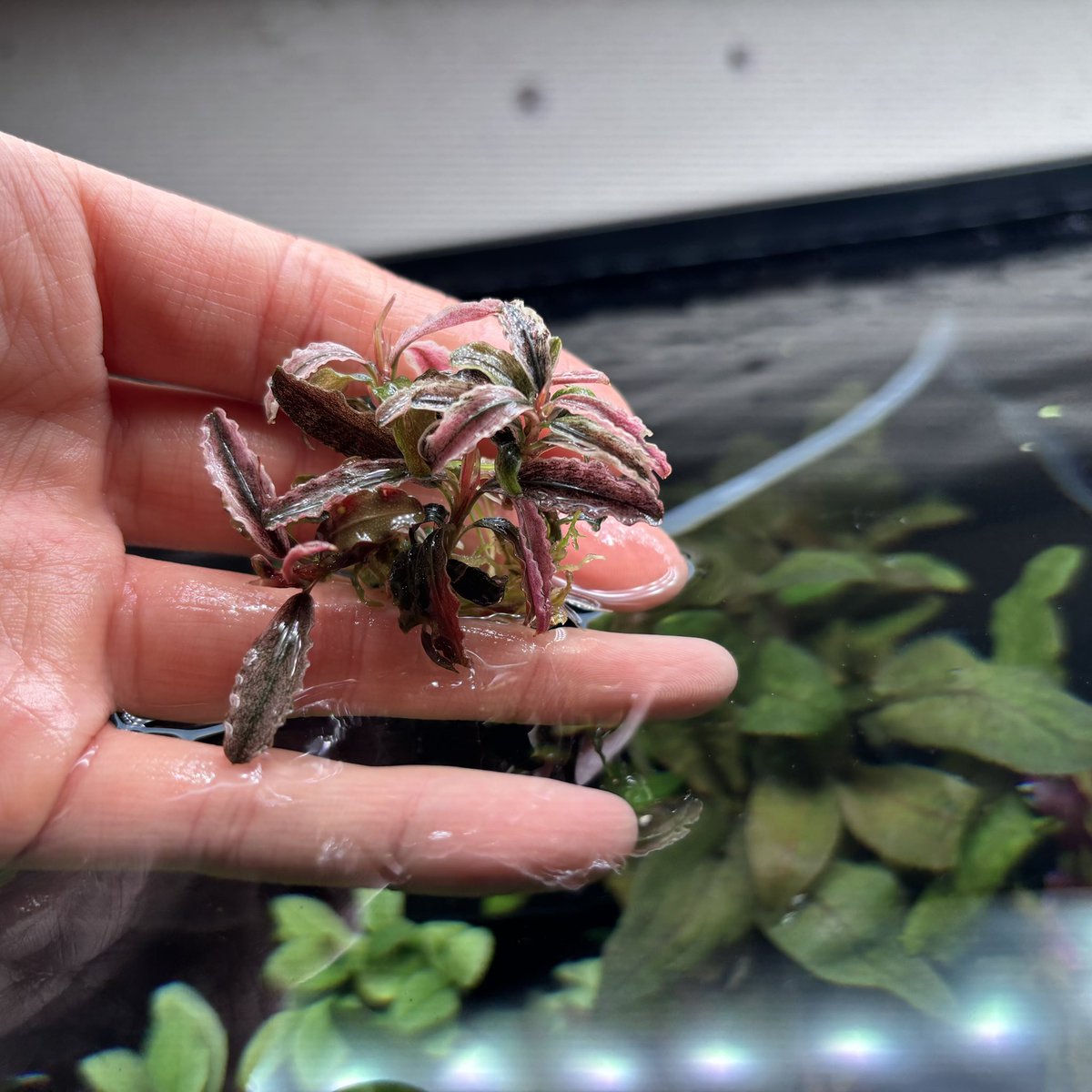 本日、水草、陸上植物各種入荷しています! 生体、水草入荷情報は本日 本日、水草、陸上植物各種入荷しています! 生体、水草入荷情報は本日