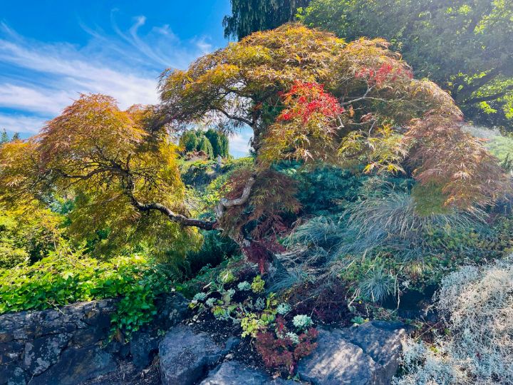 KaytlynnLewis's tweet photo. Art of the Day! "Japanese Maple". Buy at: https://t.co/RGg66gLKs3 https://t.co/DdH3yIHPW5