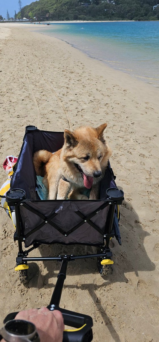 Kal Dingo tweet media