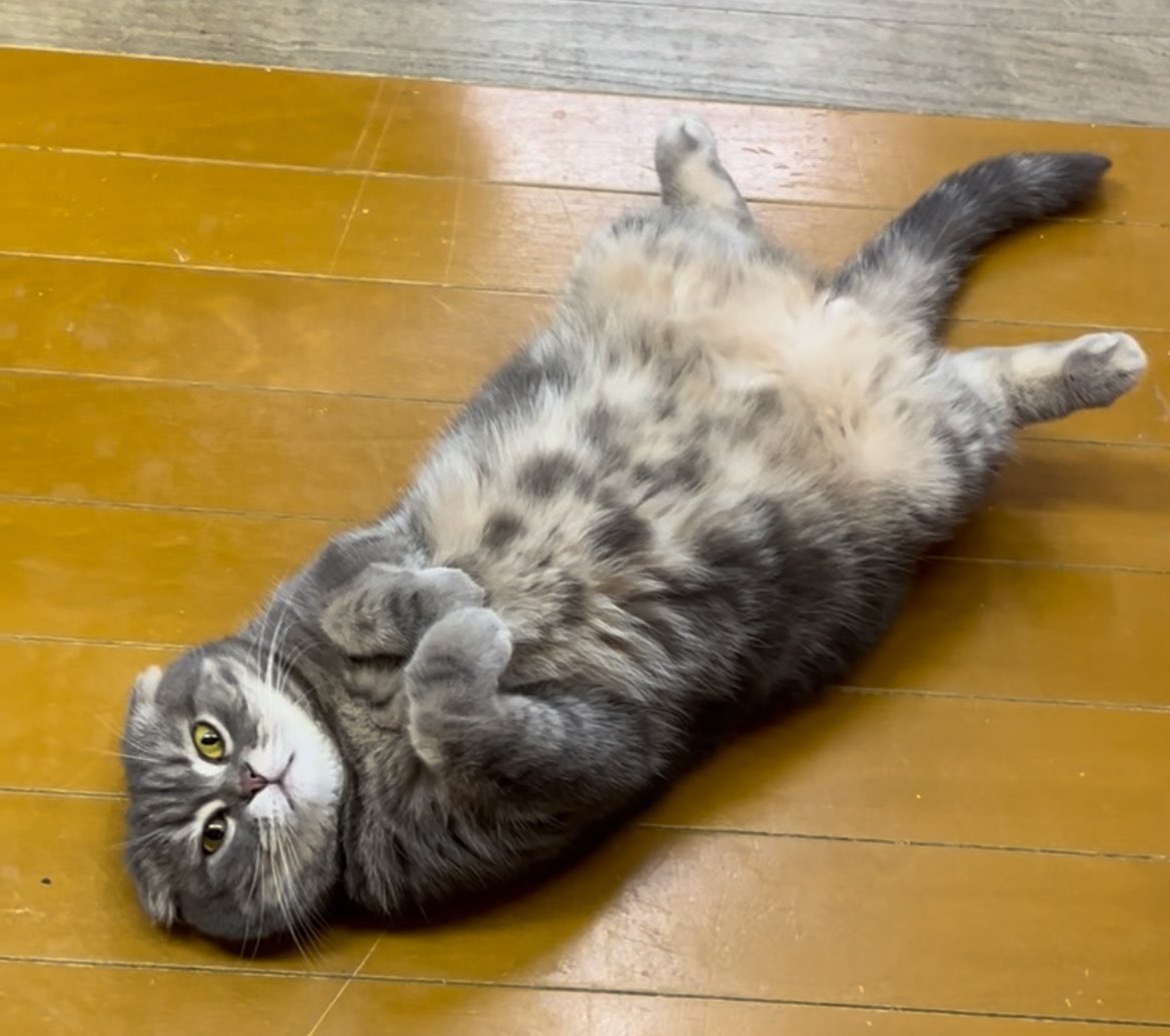 🎀しらす(子3歳)とさば(父4歳)

やっぱ親子だなと思う🥹笑

 #ねこ #猫 #スコティッシュ #cute
 #Cats #CatsOfX #CatsOnTwitter