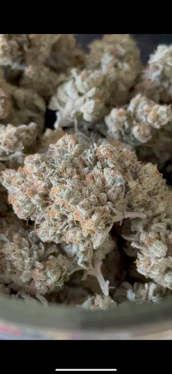 Nellyfarms's tweet photo. THE CUBAN SKUNK 🦨

Pressure out the jar.

What are you smoking on today?

Nelly Farms.

#CubanSkunk #NellyFarms #FortheCulture #LegacyGenetics #MIAMI305 https://t.co/N0m3iXp23U