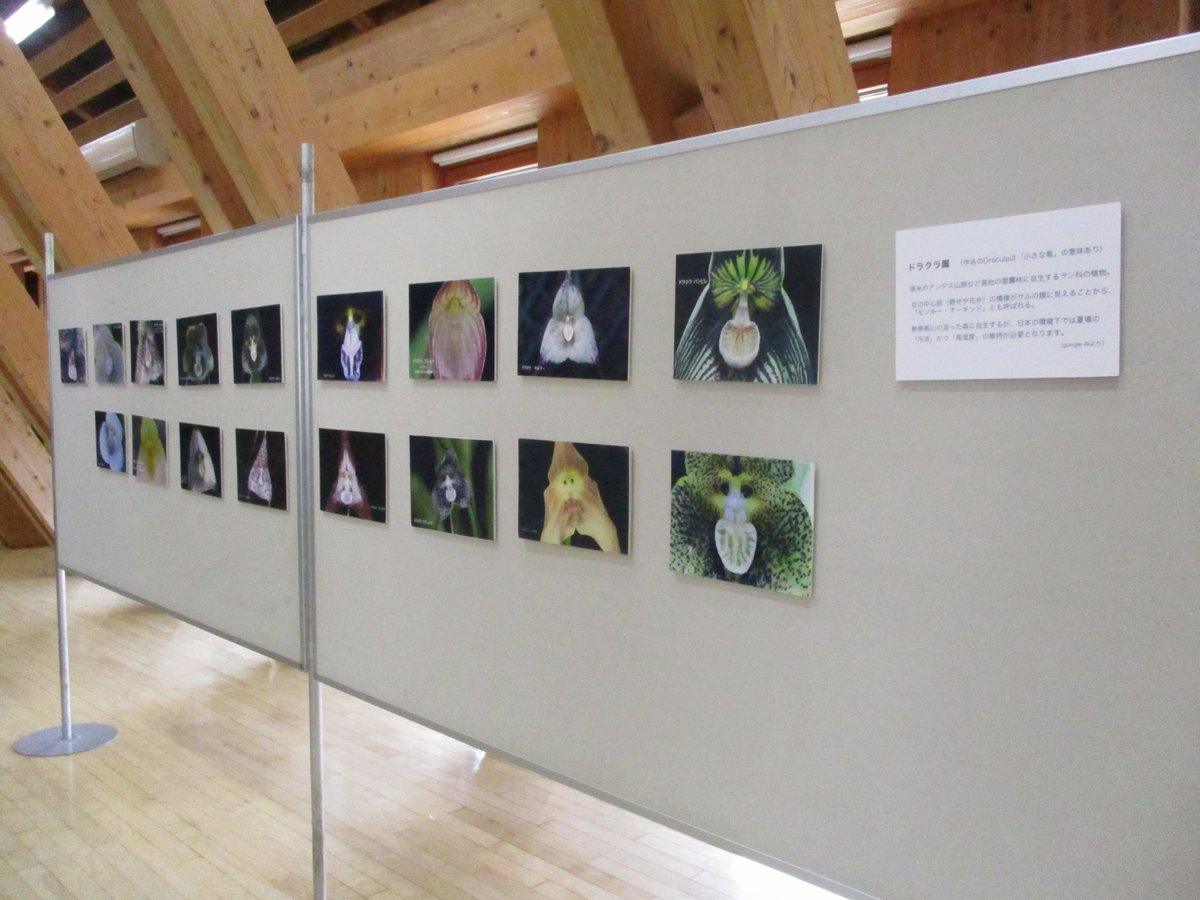 遊学舎 会議棟で「第38回春の洋らん展」(主催：秋田洋蘭会)がはじまりました！
本日(3/2)～3/8(日)までの開催です。
遊学舎で春を感じてみませんか？😀